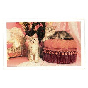 Vintage Postcard With Kittens By Mary Bloom Crazy Cat Lady Rose Shabby Chic Lace